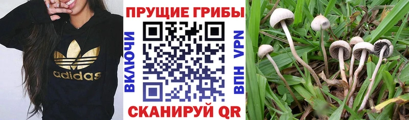 наркошоп  Добрянка  Псилоцибиновые грибы прущие грибы 